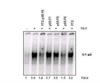Western Blot: RelA/NFkB p65 [p Ser529, p Ser536] Inhibitor Peptide Set [NBP2-29321]